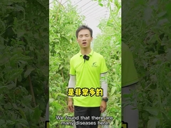 CY30バチルスVelezensisの殺菌剤の治療のトマトの唐辛子の炭疽症