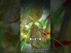 地下の害虫を殺すための微生物代理店のストレプトミセスのenissocaesilisの生物殺菌剤