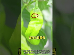 農場の害虫の綿のWhiteflyの有効な殺虫剤HaNPV +バチルスThuringiensis