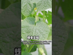 アブラムシは植物起源の無毒な殺虫剤に対して有能である