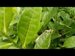 茶のゲオメトリド害虫 効果的な農薬 EoNPV.Bt