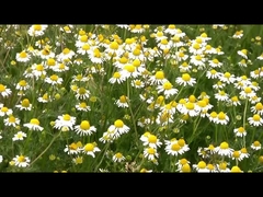 ゴキブリのカのはえのノミの蟻のための自然なエキスの1.5%のピレトリンの家の害虫のキラー殺虫剤