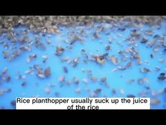 30% Thiamethoxamは温室の農業の殺虫剤SCのためのすべてのアブラムシを殺す