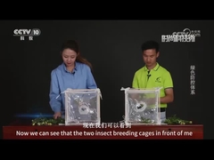 ウイルスの殺虫剤と化学殺虫剤の比較