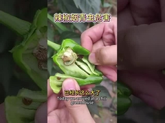 生物的殺虫剤