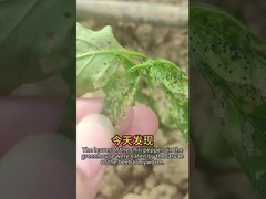 チリキャベツの害虫の生物学的予防 生物学的制御