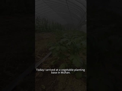 ビート 軍虫 の 幼虫 は トマト の 植物 を 含め,様々な 植物 を 食べる