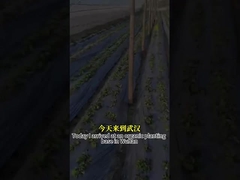 幅広いスペクトル抗真菌活性 微生物剤CY30 農作物の成長を促進 根腐りを治す