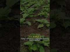 高効率の生物学的殺虫剤 昆虫ウイルス SeNPV と Bacillus Thuringiensis