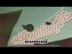 バイオ農薬 高い知名度のあるバイオ農薬は,農薬用で使用されるボールワームのためのHaNPV.Btです