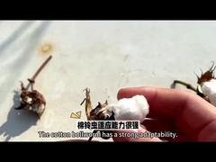 最も有効な選択であるハNPV Bt 綿作物のための生物農薬