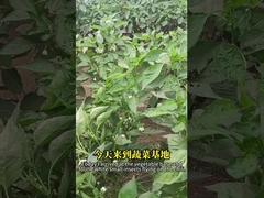 植物に安全な殺虫剤による白蚊対策 果樹に白蚊を殺す