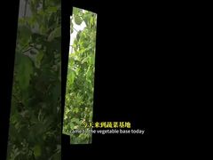 生物学的制御方法による 十字花作物,トウモロコシなどにおける白蚊の制御