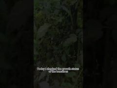 トマト疫病生物農薬 植物疫病生物防除