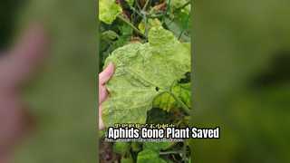 ピレトリン アブラムシ駆除野菜葉害植物用葉面スプレー アブラムシ駆除