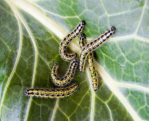 Biological vegetable pesticide Kenya Ghana Nigeria agricultural pesticide uses in Africa market AcNPV Bt