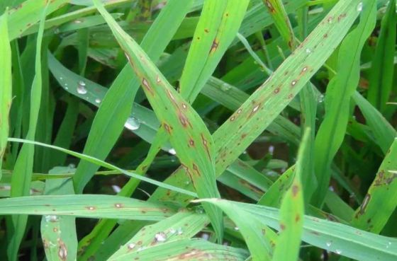 Kasugamycin manage potato black leg cure wound repair function rice fruits vegetables