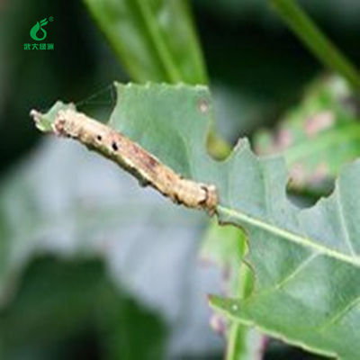 Lepidoptera Geometridae Pests Killer Tea Lesser Leafhopper Geometrid Organic Tea Plant Pesticide