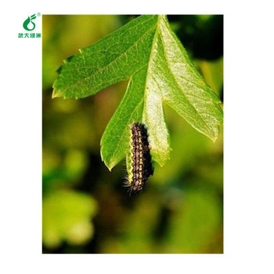 Insect Killer for Various Species Tea Garden Bacillus Thuringiensis Virus Extract Ingredient