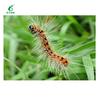 Wholesale China Factory Bacterial Tea Tree Insecticide Worm Killer No Pesticide Residue