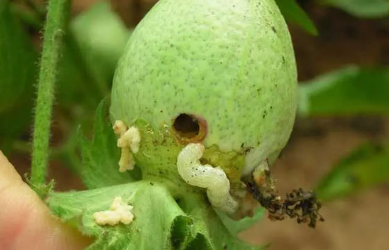 Sweat Pepper Oriental Tobacco Budworm Killer Without Chemical Residue HaNPV Bio Insecticide