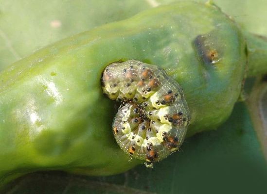 Chinese Biological Virus Pesticide HaNPV Bt SC Control Helicoverpa Armigera Spraying