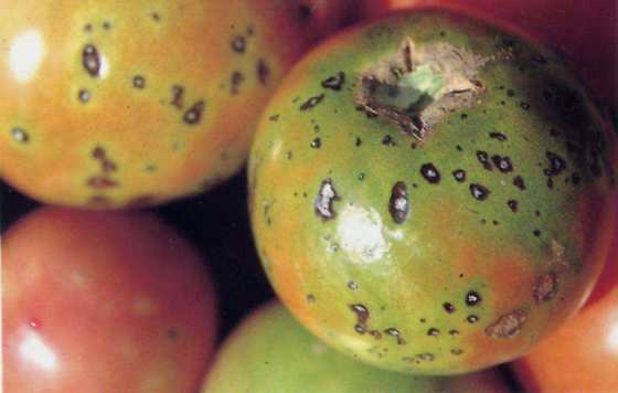 Bacillus Velezensis Promote Melon Honeydew Cantaloupe Growth Improve Soil Microbial Flora