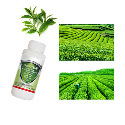 Lepidoptera Pests Killer Tea Lesser Leafhopper Geometrid Organic Tea Plant Pesticide